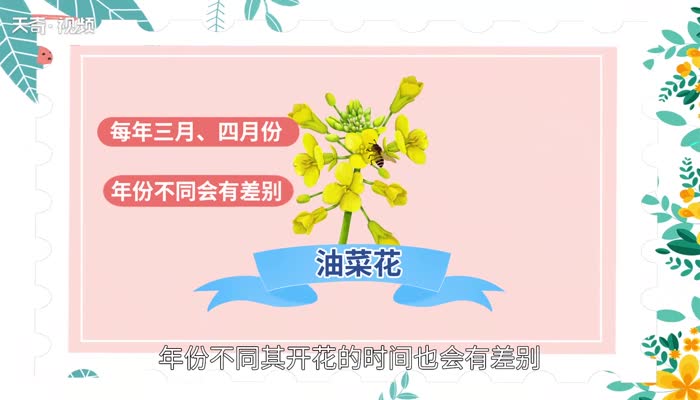 油菜花什么时候开 油菜花是什么时候