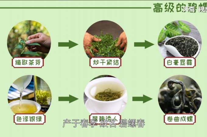 碧螺春属于什么茶