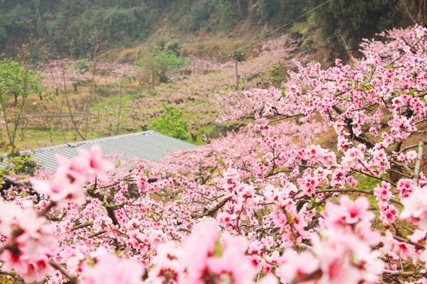 桃花溪的诗意 桃花溪表达了什么