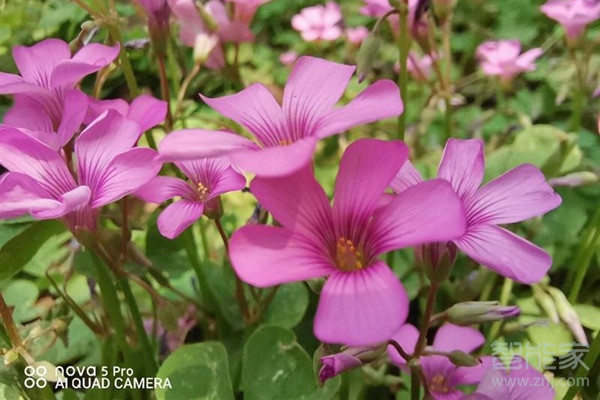 华为nova5pro摄像头像素是多少