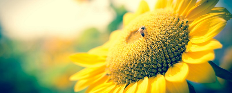 蜜蜂吃什么害虫 蜜蜂吃害虫吗