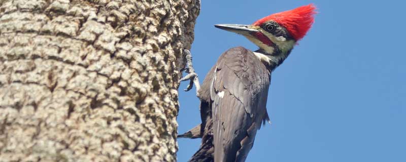啄木鸟的外貌描写简单  啄木鸟的外貌特征描写