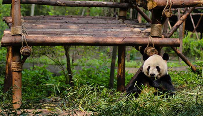 大熊猫被称为国宝的原因 大熊猫为什么被称为国宝
