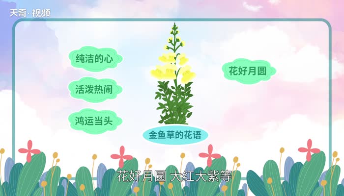 金鱼草花语 金鱼草花语寓意