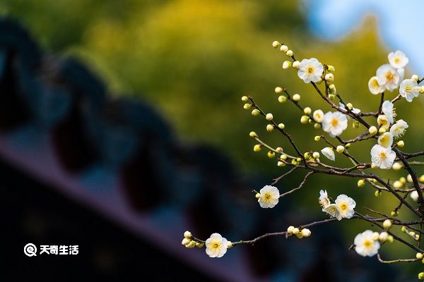 梅花的功效与作用 梅花主要有什么功效