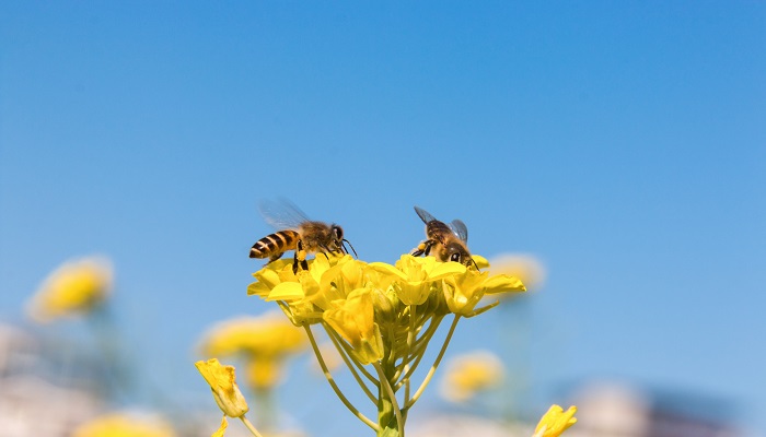 蜜蜂吃什么害虫 蜜蜂吃害虫吗