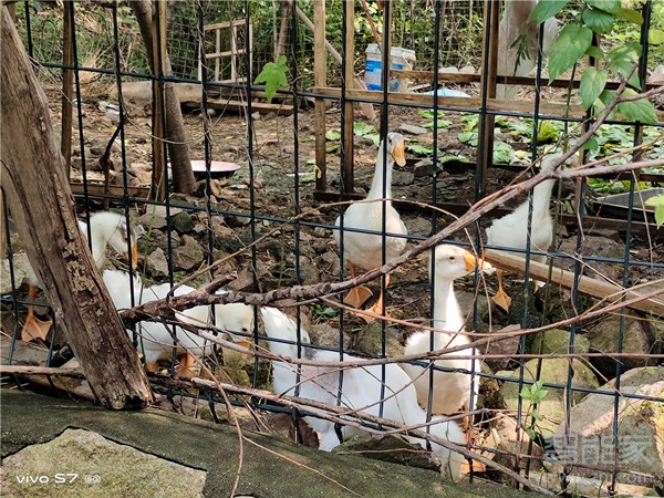 vivos7有多少倍变焦