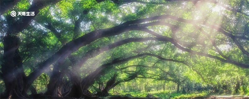 夏令时是什么意思 夏令时的意思