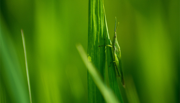 蚂蚱怎么分辨是公是母 蚂蚱分公母吗