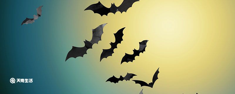 蝙蝠飞到家里是什么预兆 蝙蝠飞进家中预兆着什么