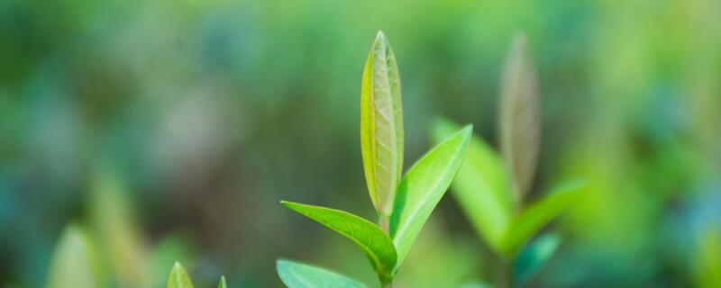 古柯主要种植在哪里 古柯主要种植在什么地方