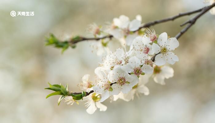 东栏梨花赏析 东栏梨花的意思