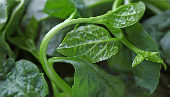 紫角叶的营养价值 紫角叶菜的功效与作用