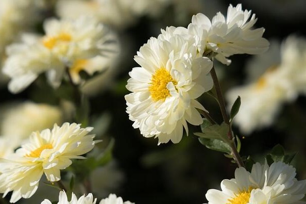 白菊花的功效与作用 白菊花对人体有什么好处