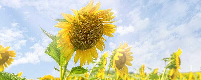 医师节送什么花 医师节送什么花比较好