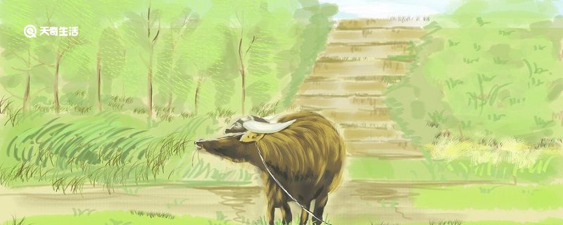 初生牛犊不怕虎告诉我们什么道理 初生牛犊不怕虎的道理