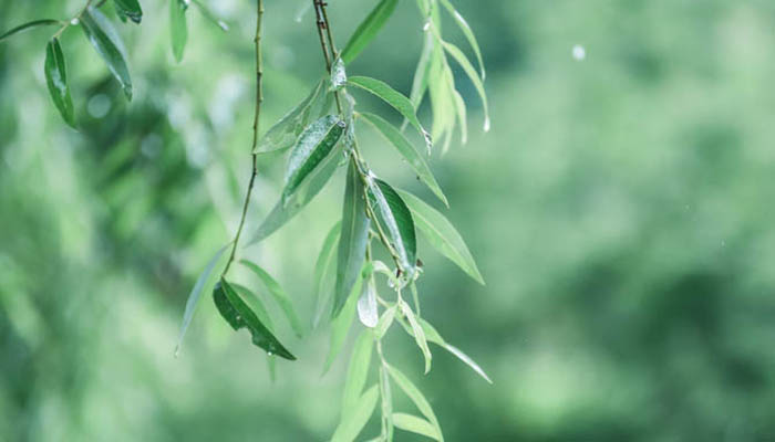 小草从地下探出头来是不是拟人句  小草从地下探出头来是否为拟人句