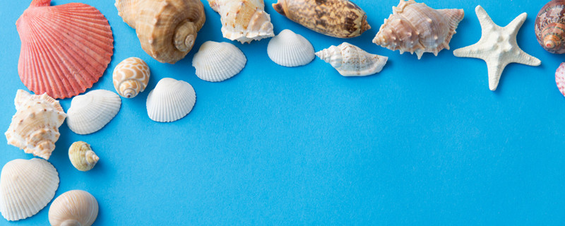 海螺里的珠子叫什么 什么海螺里有海螺珠