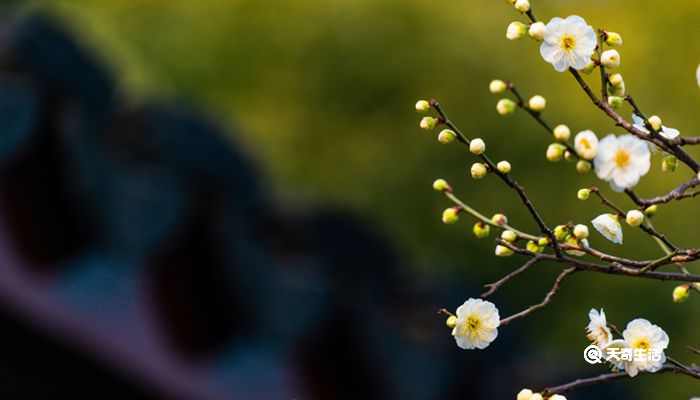 梅花写的是红梅还是白梅 梅花写的是什么梅