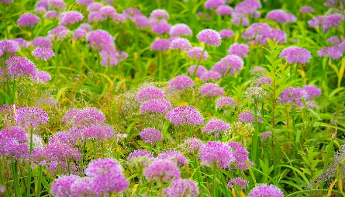 空有持花梦不是持花人是什么意思 空有持花梦不是持花人出自哪里