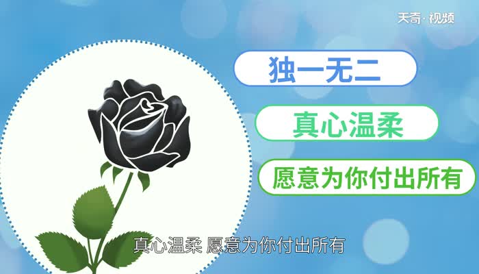 黑色玫瑰花语 黑玫瑰的花语是什么