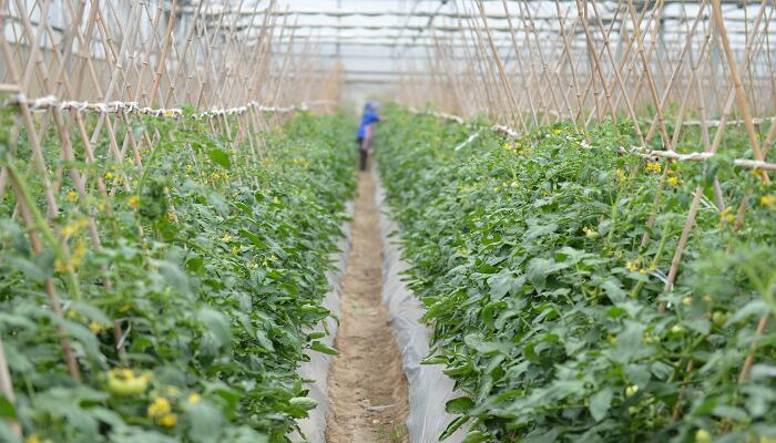 菜园小记表达了作者怎样的思想感情 菜园小记吴伯萧抒发了作者怎样的情感