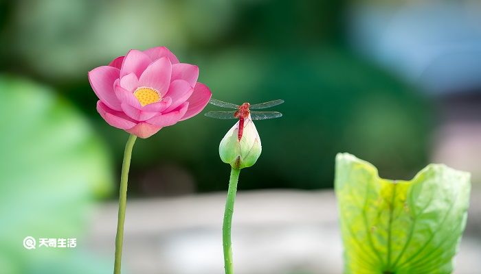 莲叶何田田的何的意思 莲叶何田田的何指什么意思