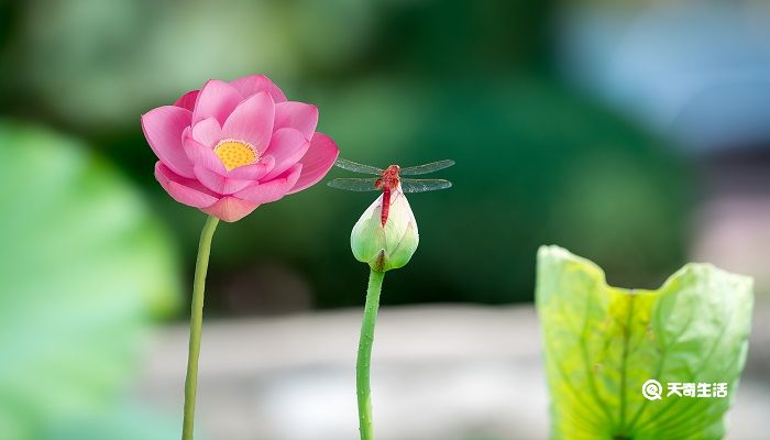 芙蕖与草本诸花似觉稍异,然有根无树文言文翻译 芙蕖文言文翻译及注释