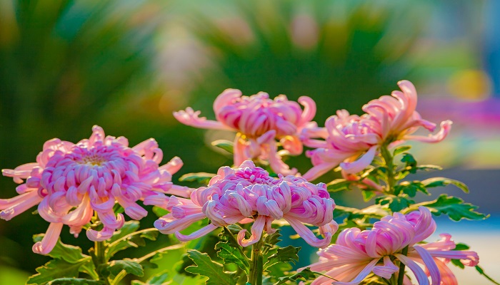 还来就菊花还读hai对吗 还来就菊花的全诗