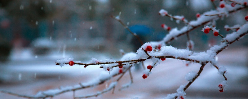 梅须逊雪三分白雪却输梅一段香运用了什么手法 梅须逊雪三分白雪却输梅一段香运用了什么修辞手法