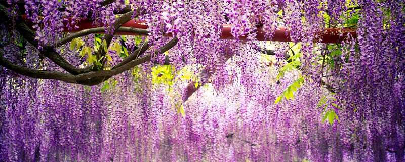 紫藤萝瀑布从哪几个方面描写紫藤萝的 文章从哪几个方面描写紫藤萝的
