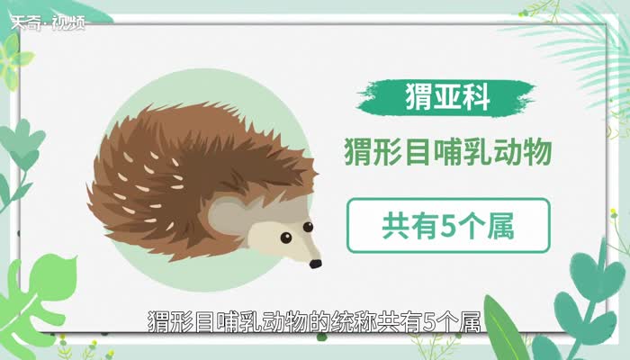 刺猬的意思 刺猬什么意思