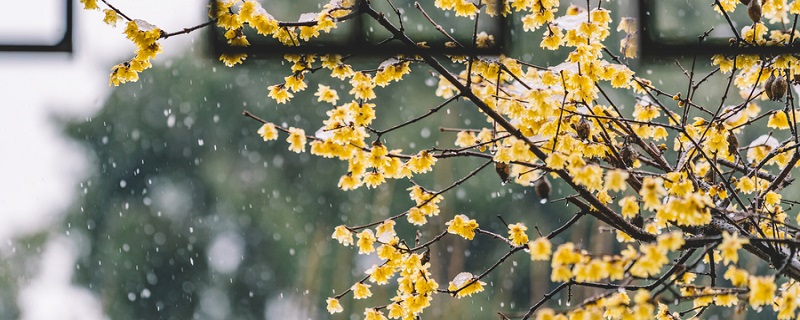 雨后的花怎么形容 雨后的花如何形容