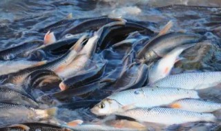 吃鱼忌什么食物相克 不能和哪些食物一起吃