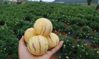 不宜吃人参果之人 人参果不宜人群