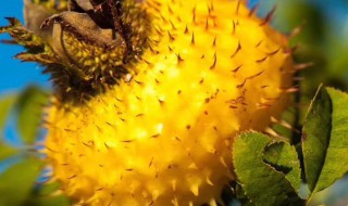 刺梨功效与作用禁忌 刺梨对人体的好处