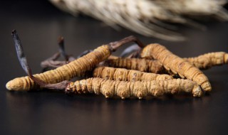 虫草适合什么样的人食用 虫草的适合人群有哪些