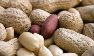 花生衣是什么 花生衣的简介