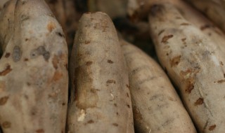 家常白薯做法 家常白薯的烹饪方法