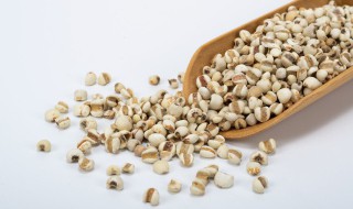 薏米要泡多久才能煮 煮薏米要提前泡多久
