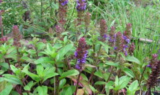 夏枯草功效与作用的功能与主治 夏枯草功效与作用的功能与主治