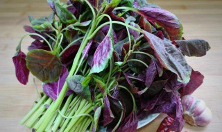 红苋菜不能与什么同吃 吃红苋菜的注意事项介绍