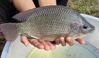 罗非鱼怎么养 罗非鱼如何养