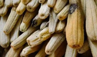 丝瓜干怎么晒啊 丝瓜干如何晒啊