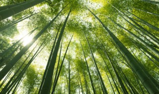 bamboo怎么读 bamboo如何读