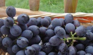 葡萄和鸡蛋能一起吃吗 可以一起吃