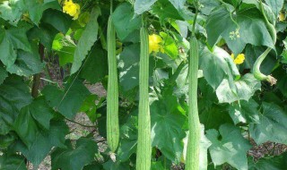 丝瓜和红枣能一起吃吗 你了解过吗