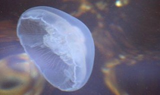 海蜇蛰了怎么办 海蜇蛰了的方法