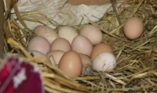 孵鸡蛋怎么选蛋 怎么样选择孵化蛋方法