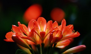 11种友谊之花 最能代表友情的花都有这些